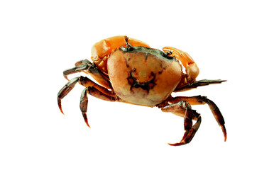 Crab (Field crab) Isolated on white background.