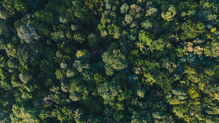 Fototapeta na wymiar Tropical mountain rainforest with various tree nature landscape background