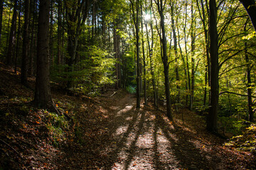 Fototapeta na wymiar Sunset pathway in the forest