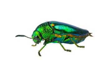 Buprestis Beetle isolated on white background