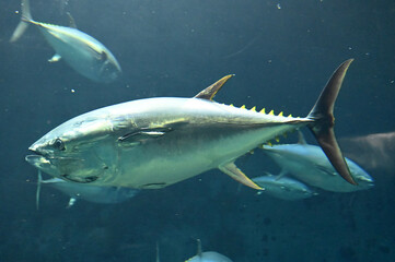 高速で水中を泳ぐクロマグロ達