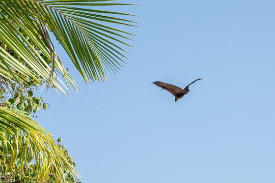 fliegender Flughund