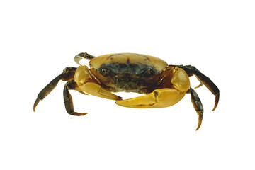 Crab (Field crab) Isolated on white background.