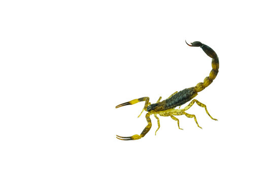 Brown Scorpion in front of a white background.