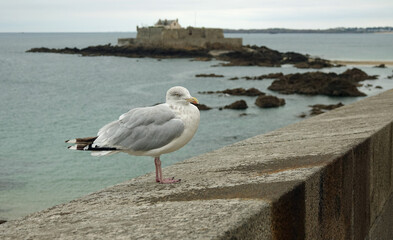 Goéland devant le Fort National à Saint-Malo en Bretagne