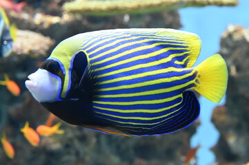 縞模様が美しいタテジマキンチャクダイ