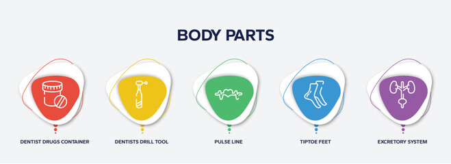 infographic element template with body parts outline icons such as dentist drugs container, dentists drill tool, pulse line, tiptoe feet, excretory system vector.