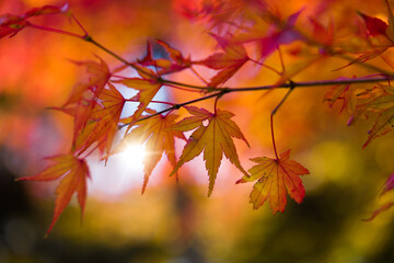 Fototapeta na wymiar Red foliage of Japanese maple tree
