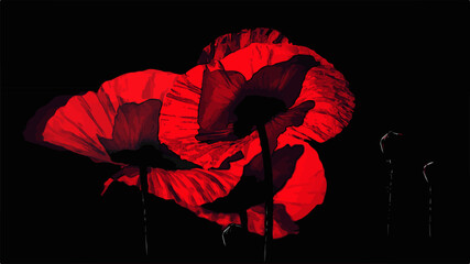 Three red poppies in backlit moonlight.Red poppy on a black background.Black background and juicy poppy.