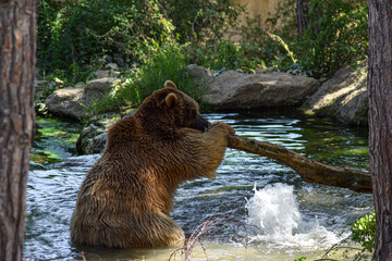 brown bear in water
