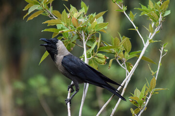 Crow 