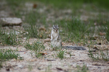 squirrel in the park