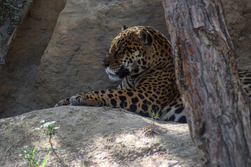 Fototapeta na wymiar leopard in zoo