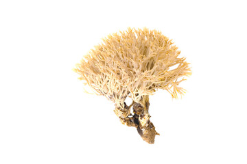 Ramariopsis kunzei white coran mushrooms on white background.