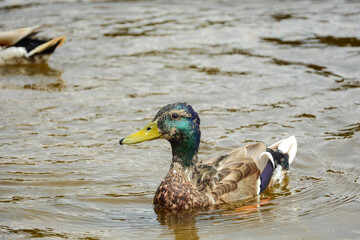 The mallard duck swims in the pond. waterfowl on the lake