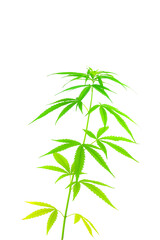 Marijuana leaves cannabis plants isolated on white background.