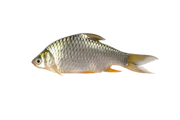 The Prussian carp, silver Prussian carp.
