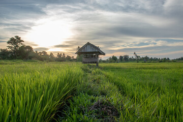 Fototapeta na wymiar Huts and rice fields in nature are photographed with a low angle technique in the afternoon