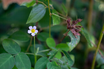 Small white flowers thrive on the edge of the forest