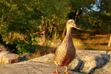 Fototapeta premium Duck at a cliff. Summer day. Closeup and isolated, blurry or blurred background. Stockholm, Sweden.