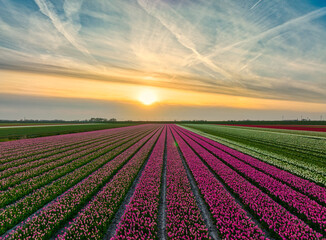 Dutch flower fields during spring - tulips in Holland