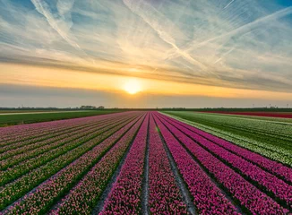 Gardinen Dutch flower fields during spring - tulips in Holland © Alex de Haas
