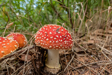 amanita muscaria fly mushroom