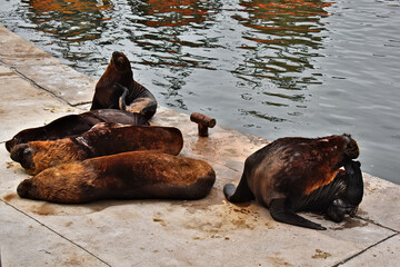 Sea lions resting on the port
