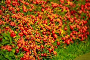 Red and orange flowers close up. Bouquet of yellow flowers. City flower beds, a beautiful and well-groomed garden with flowering bushes.