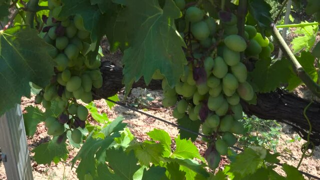 Close Up of young grapes on vine in eco vineyard organic early summer