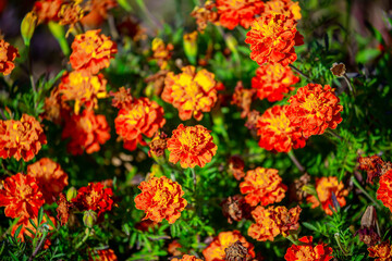 Red and orange flowers close up. Bouquet of yellow flowers. City flower beds, a beautiful and well-groomed garden with flowering bushes.