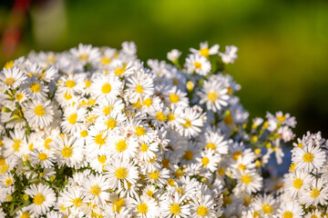 White flowers close up. Bouquet of light daisy flowers. City flower beds, a beautiful and well-groomed garden with flowering bushes.