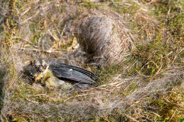 Intricate material used to make nest, When cleaning out blue tit nest box to find a dead nestling
