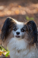 Portrait of papillon dog in the autumn park