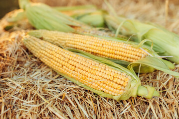 Yellowed leaves on a tree in autumn