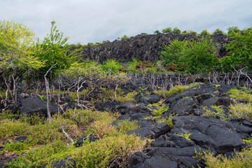 Obraz premium coastal lava field and vegetation abutting cliffs along ala kahakai national trail at alahaka bay in south kona hawaii