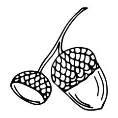 Doodle is an icon of the fruits and leaves of an oak tree. Contour image of an acorn. simple black drawing of plants for stickers, decor, postcards, badges, coloring books, logos. Vector clipart set