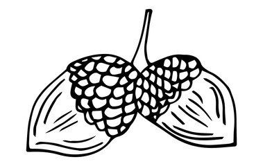 Vector Hand Drawn Sketch Illustration - Pair of Acorns on the Same Branch