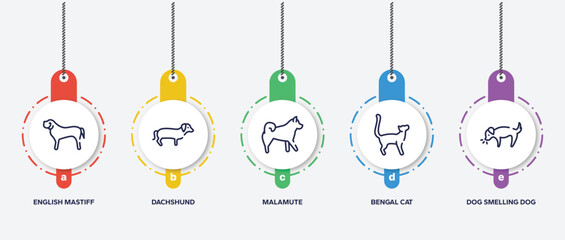 infographic element template with dog and training outline icons such as english mastiff, dachshund, malamute, bengal cat, dog smelling dog vector.