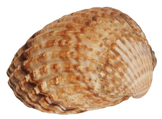 Close up of common cockle (Cerastoderma edule)
