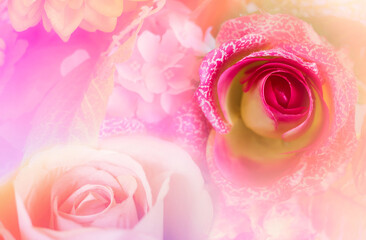 Sweet color roses made with gradient in soft style for abstract background