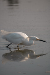 Crane bird on Lake