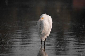 Crane bird on Lake