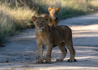 Two lion cubs in a road in a park in South Africa