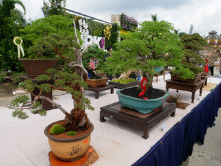 MELAKA, MALAYSIA -AUGUST 27, 2022: Various bonsai trees are shown to the public in a public park. Bonsai is a type of hobby that requires perseverance and patience. It takes art to shape it.
