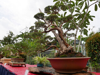 MELAKA, MALAYSIA -AUGUST 27, 2022: Various bonsai trees are shown to the public in a public park. Bonsai is a type of hobby that requires perseverance and patience. It takes art to shape it.
