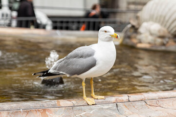 eine Möwe steht an einem Brunnen