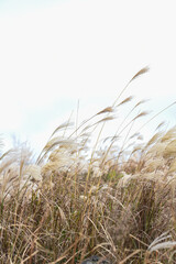 silver grass field autumn jeju island