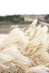 silver grass field autumn jeju island