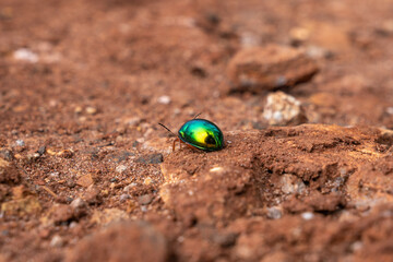 Small leaf beetle  bright green (Chrysolina graminis) walking on dirt floor and small rocks